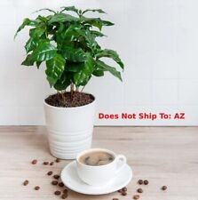 Arabica coffee plant for sale  Fort Mill
