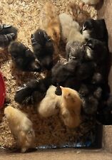 Mixed breeds hatching for sale  POULTON-LE-FYLDE