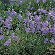 Wildflower harebell seeds for sale  IPSWICH