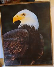 Framed eagle posters for sale  Buffalo