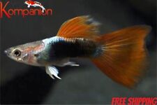 12x premium red for sale  Ruskin