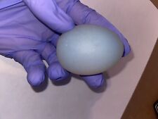 Opalite egg specimen for sale  Lake Havasu City