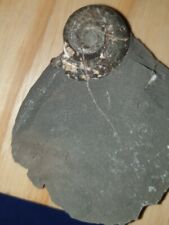 whitby fossil for sale  SALTBURN-BY-THE-SEA