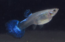 Large blue female for sale  Raymond