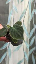 Philodendron verrucosum house for sale  TELFORD