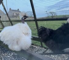 Bantam silkie showgirl for sale  BARROW-IN-FURNESS