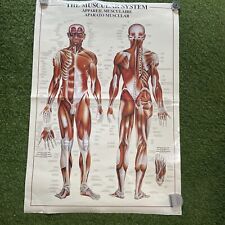Muscular system human for sale  San Gabriel