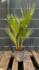 Washingtonia robusta mexikanis gebraucht kaufen  Springe