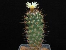 Coryphantha clava cactus usato  Italia