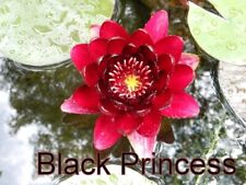 Black princess water for sale  Saint Paul