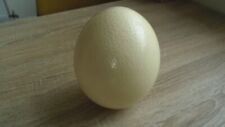 ostrich egg for sale  SUTTON-IN-ASHFIELD