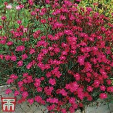 Thompson morgan dianthus for sale  UK