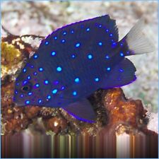 Live marine fish for sale  Erie