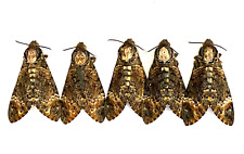 Insect Moth Sphingidae Death's Head Hawkmoth-Acherontia styx-Gothic-Lot of 5! for sale  Shipping to South Africa