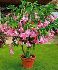 Pink trumpet tree for sale  Saint Augustine