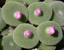 Conophytum ernstii graines d'occasion  Expédié en France