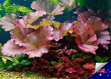 Red/Green Tiger Lotus Nymphaea - Seedlings/Pups - Live Aquarium Plant Fish Tank for sale  Shipping to Canada