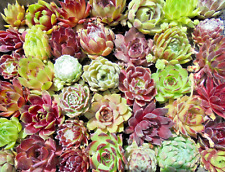 Versch sempervivum rosetten gebraucht kaufen  Königsbach-Stein