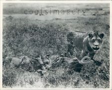 Foto de imprensa Lion Watches While Others Feast on Kill Africa, usado comprar usado  Enviando para Brazil