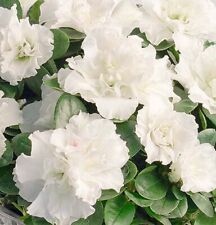 White azalea japanese for sale  ILFORD