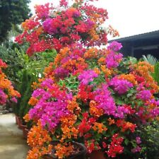 1 Pack 100 Mixed Color Bougainvillea Bonsai Flower Plant Seeds Home Garden S092 for sale  Shipping to South Africa