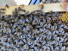 Live caucasian honey for sale  Johnson City