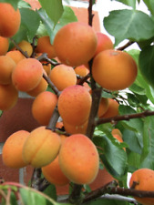 Dwarf moorpark apricot for sale  Duluth