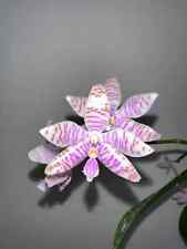 Phalaenopsis lueddemanniana vi for sale  Belle Mead