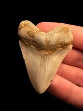 Genuine 5.5cm megalodon for sale  BROADSTAIRS