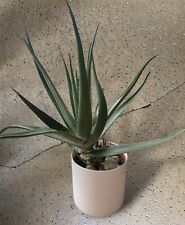 Aloe vera plant for sale  DERBY