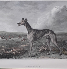 Coursing greyhound dog for sale  LONDON