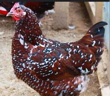 Speckled sussex hatching for sale  Front Royal