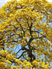 Tabebuia caraiba yellow for sale  Miami