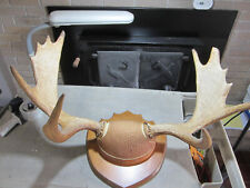 Vintage moose antlers for sale  Greenbush
