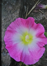 bauernrose gebraucht kaufen  Sinzheim