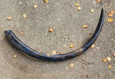 Mammoth tusk fossil for sale  Tujunga