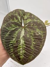 Dioscorea red form for sale  Shipping to Ireland