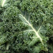 Kale - Seeds - Organic - Non Gmo - Heirloom Seeds – Vegetable Seeds for sale  Shipping to South Africa