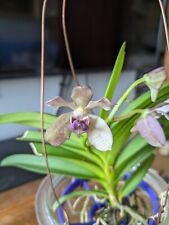 orchidee gebraucht kaufen  Münster