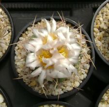 50 Fresh seeds, Thelocactus hexaedrophorus, 種子 เมล็ดพันธุ์ semilla Rare Cactus for sale  Shipping to South Africa