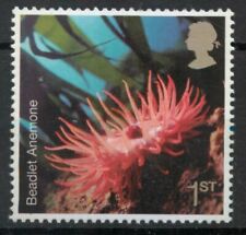 Beadlet anemone actinia usato  Spedire a Italy