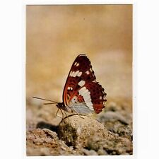 Postcard butterfly / limenitis camilla L., "small ice bird" for sale  Shipping to South Africa