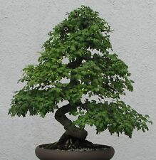 Samen bonsai weissdorn gebraucht kaufen  Calw