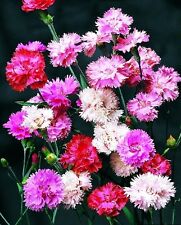 Dianthus spring beauty for sale  PETERSFIELD