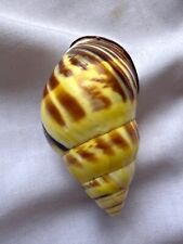 Land snail shell for sale  Shipping to Ireland