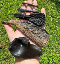 Quality alligator fossils for sale  Pinellas Park