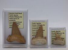 Fossil shark tooth for sale  CIRENCESTER