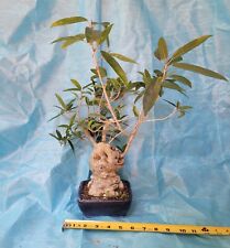 Bonsai tree ficus for sale  Tampa