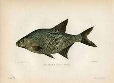 Bream vintage freshwater for sale  PLYMOUTH
