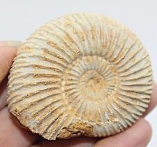Dichotomosphinctes ammonite 48 for sale  BECCLES
